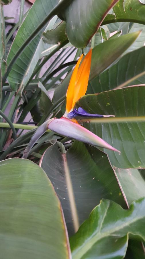Strelitzia Park Lejlighedshotel San Miguel de Abona Eksteriør billede