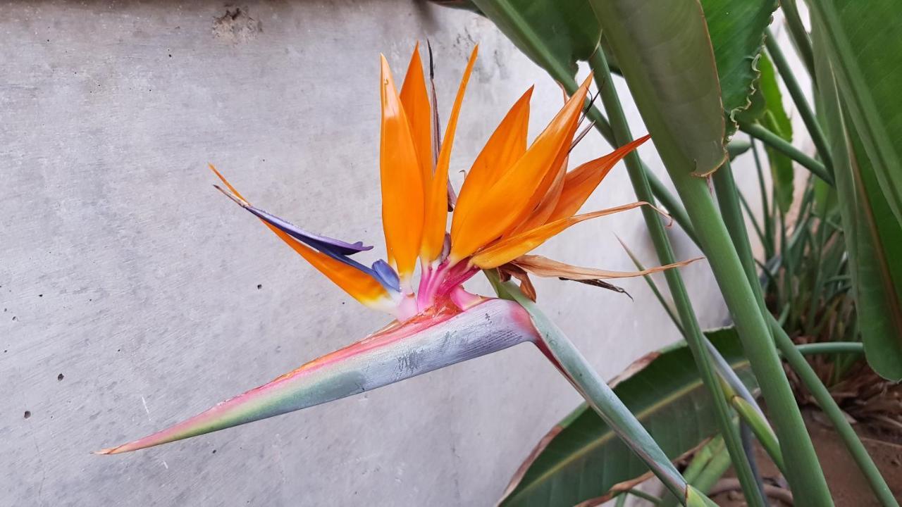 Strelitzia Park Lejlighedshotel San Miguel de Abona Eksteriør billede