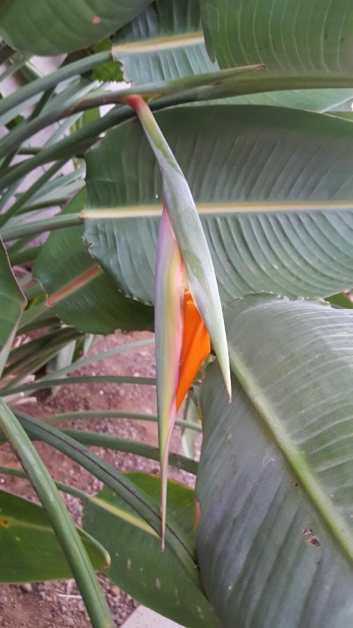 Strelitzia Park Lejlighedshotel San Miguel de Abona Eksteriør billede