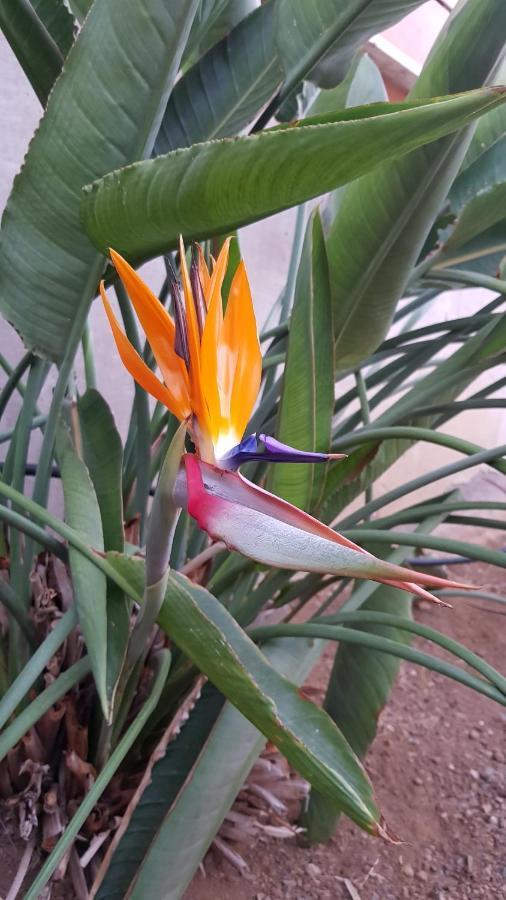 Strelitzia Park Lejlighedshotel San Miguel de Abona Eksteriør billede