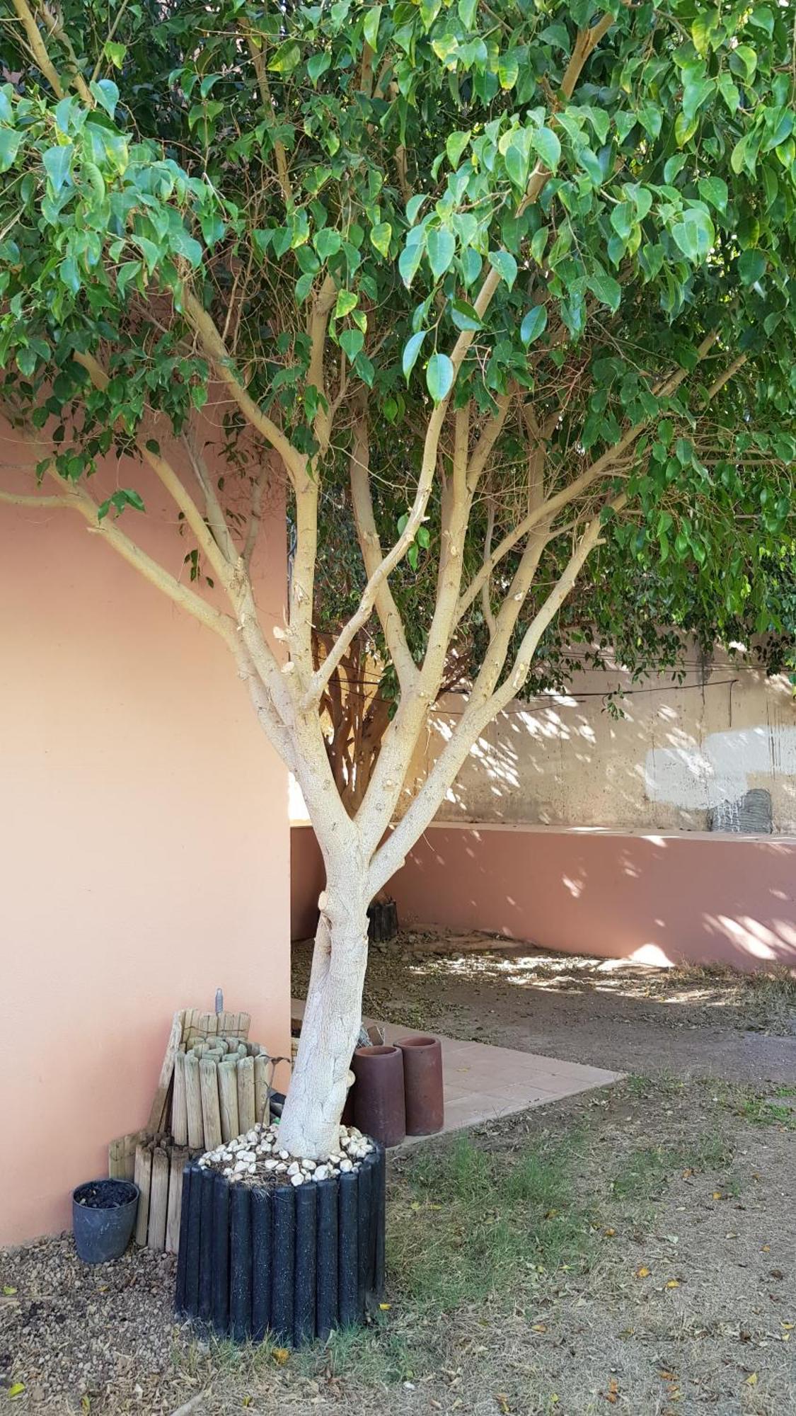 Strelitzia Park Lejlighedshotel San Miguel de Abona Værelse billede